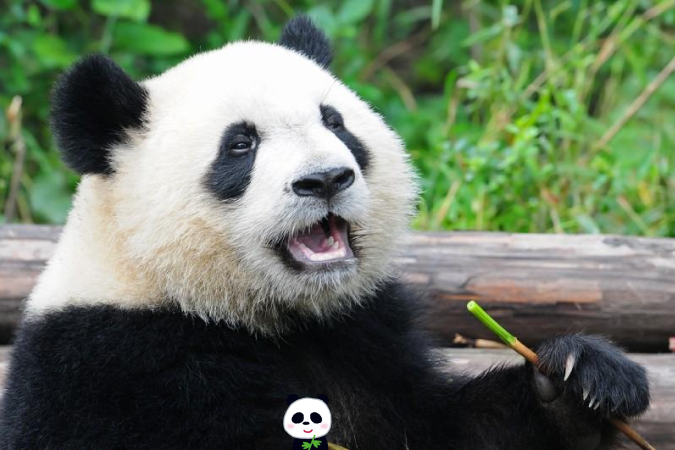 panda04