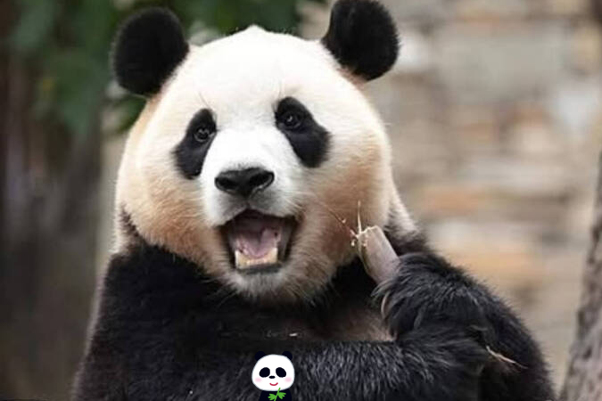 panda02