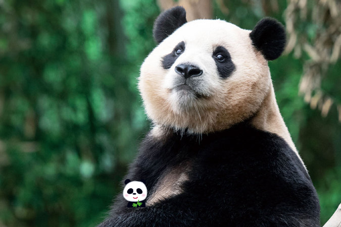 panda03