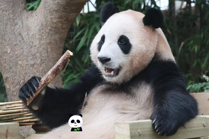 panda05