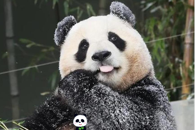 panda01