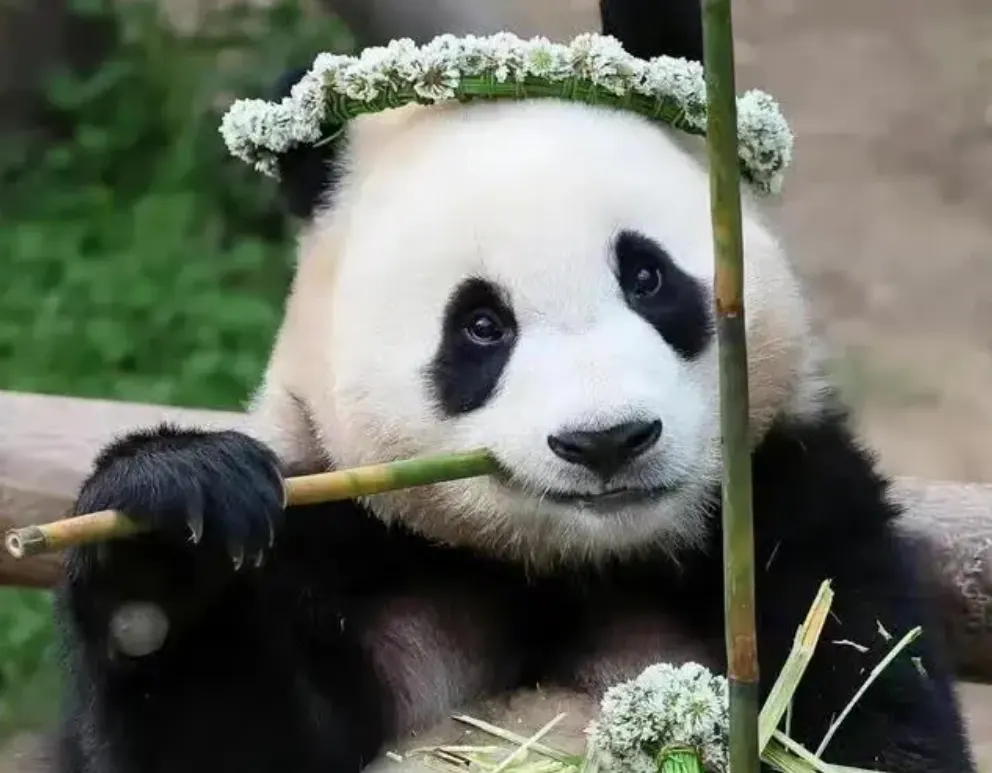 panda01
