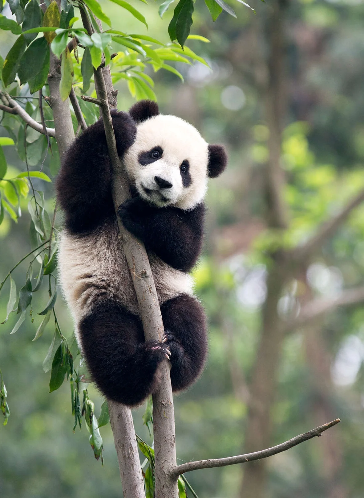panda02