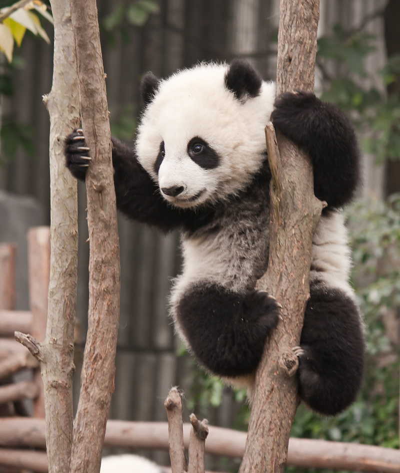 panda03