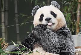 panda04